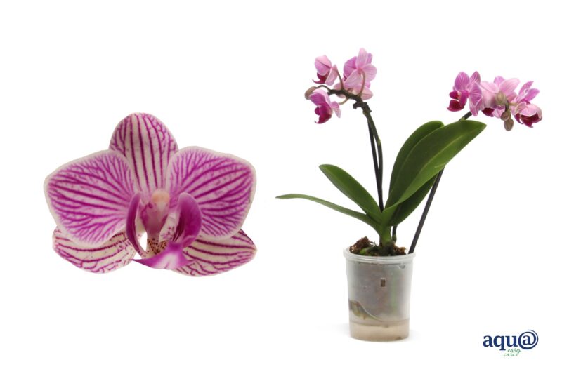 Phalaenopsis- Orchidea (Mini Pink Tiny Dolls - 2ágú) 6/17cm NN