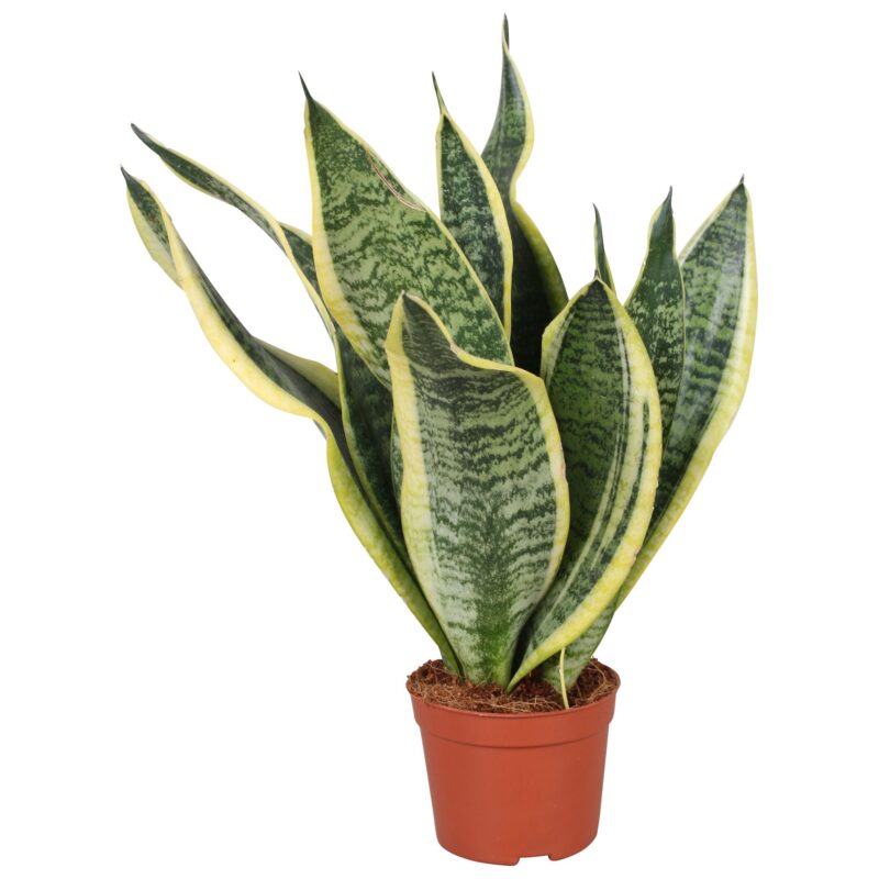 Sansevieria trifasciata- Anyósnyelv (Futura Superba) 9/35cm NN