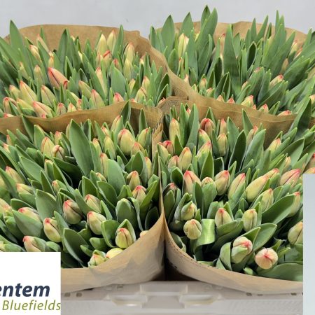 Piros/Citromsárga Tulipán (EN Esta Bonita) 37cm