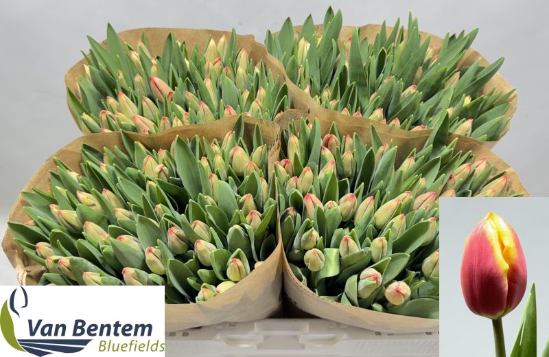 Piros/Citromsárga Tulipán (EN Esta Bonita) 37cm