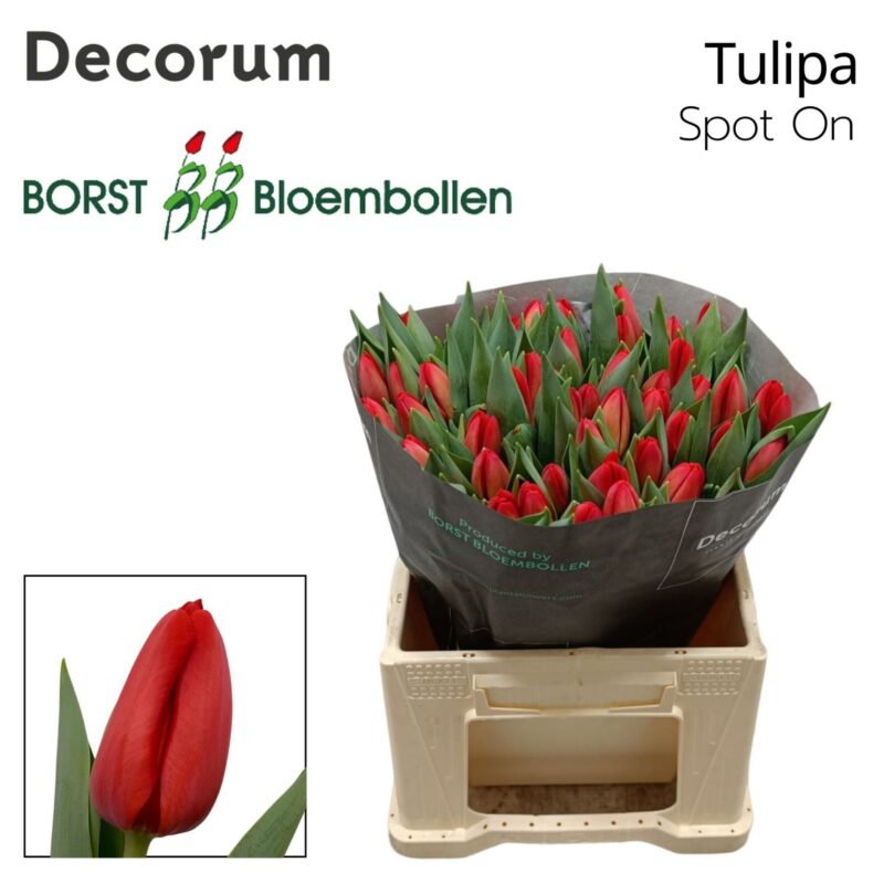 Piros Tulipán (EN SPot On) 40cm