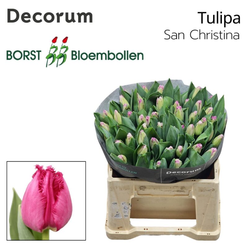 Rózsaszín Tulipán (FR San Christina) 38cm NN