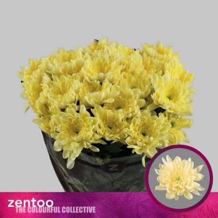 Krém Krizantém (Baltica Cream) 70cm/100g