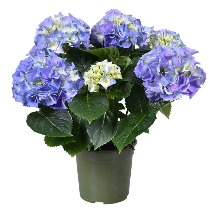 Hydrangea- Hortenzia (Early Blue) 15/30cm