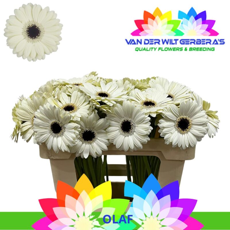 Fehér Gerbera (Mini Olaf) 50cm