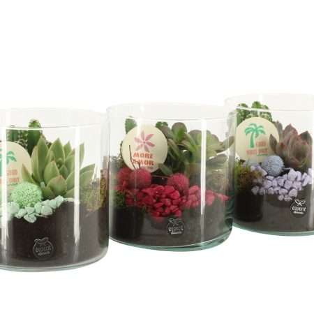 Arrangements (Color Circus Succulents) 15cm