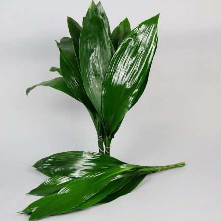 Aspidistra Ventium 70 cm