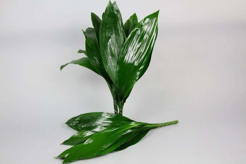 Aspidistra Ventium 70 cm