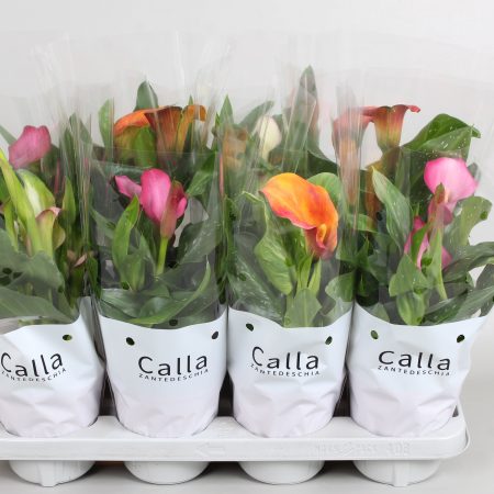 Zantedeschia- Kála (Mix) 14/40cm