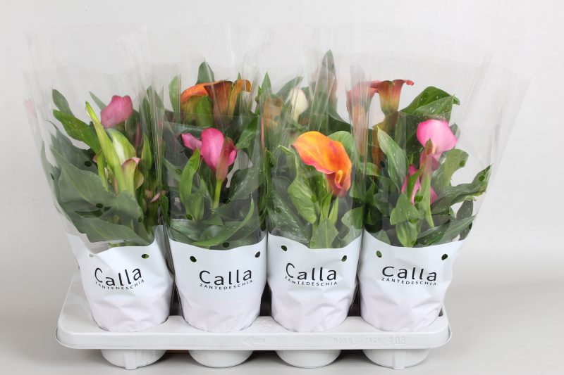 Zantedeschia- Kála (Mix) 14/40cm