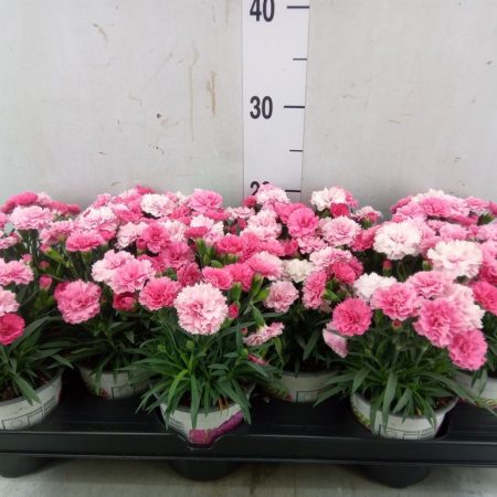 Dianthus- Szegfű (I Love U) 9/20cm
