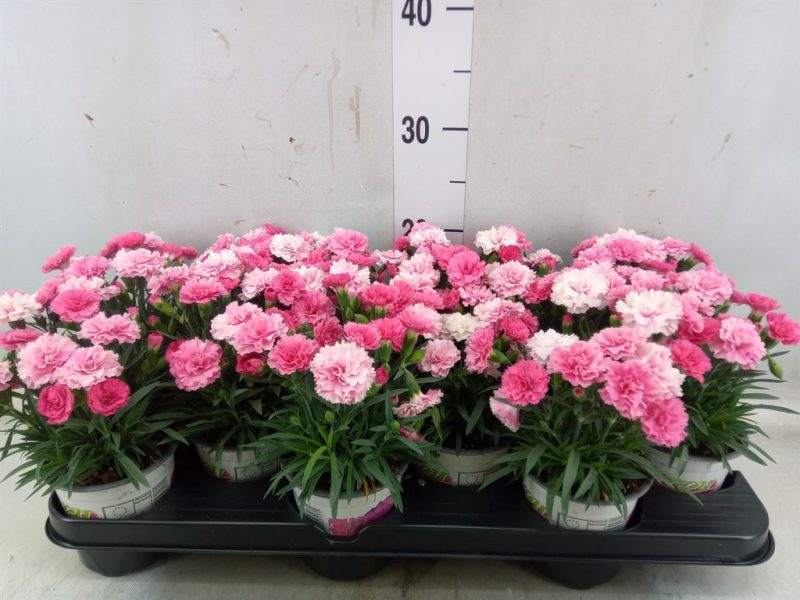 Dianthus- Szegfű (I Love U) 9/20cm
