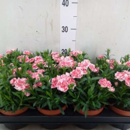 Dianthus- Szegfű (Oscar White and Red) 12/20cm