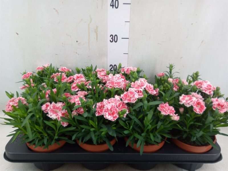 Dianthus- Szegfű (Oscar White and Red) 12/20cm
