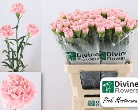 Pasztell Rózsaszín Szegfű (COL Pink Montezuma) 60cm
