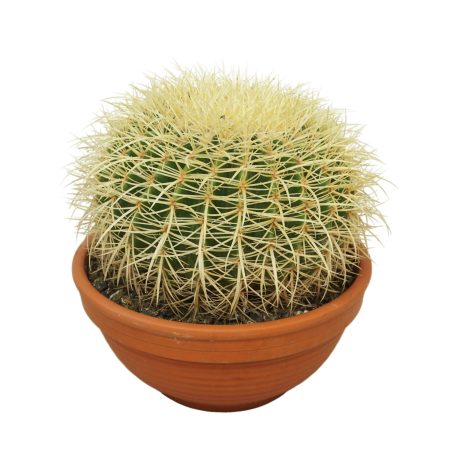 Echinocactus grusonii- Sünkaktusz 30/30cm