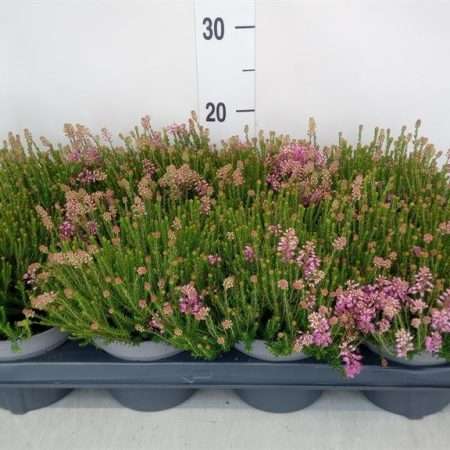 Erica darleyensis- Erika/ Örökzöld hanga (Pink Spiculif olia Heavy) 13/25cm