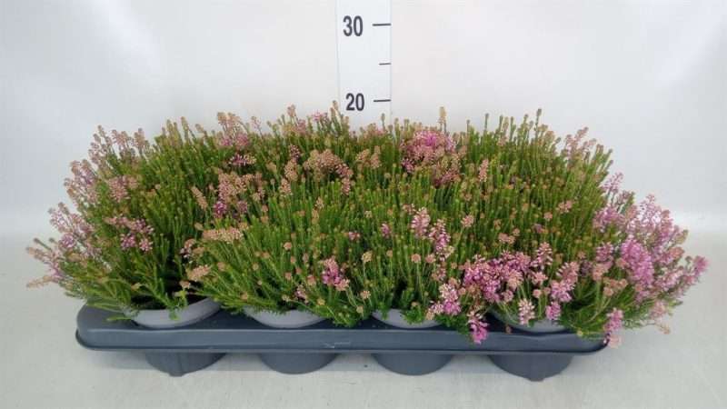 Erica darleyensis- Erika/ Örökzöld hanga (Pink Spiculif olia Heavy) 13/25cm
