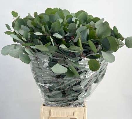 Eucalyptus Populus Extra 70cm/400g