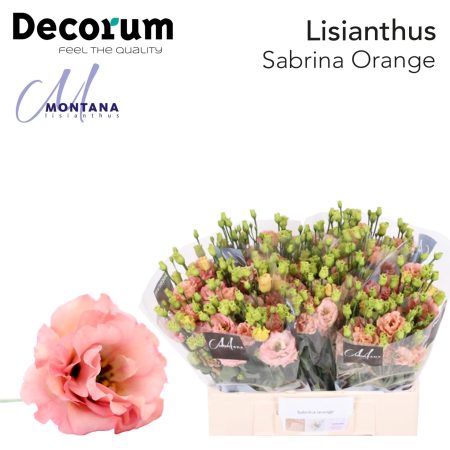 Barack Lisianthus (Double Sabrina Orange) 70cm