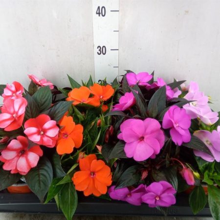 Impatiens- Nebáncsvirág (Mix) 13/25cm