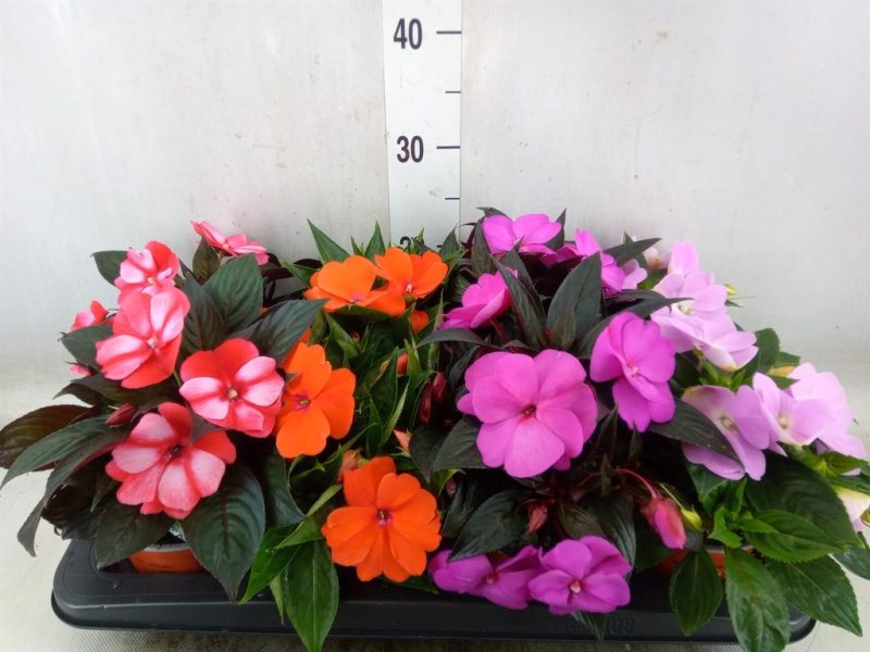 Impatiens- Nebáncsvirág (Mix) 13/25cm