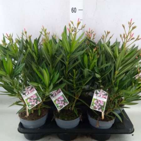 Leander Mix (Nerium Oleander) 14/50cm