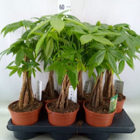 Pachira Aquatica- Vadkakaó 15/60cm