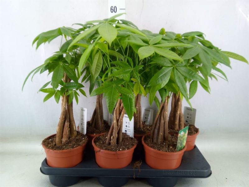 Pachira Aquatica- Vadkakaó 15/60cm