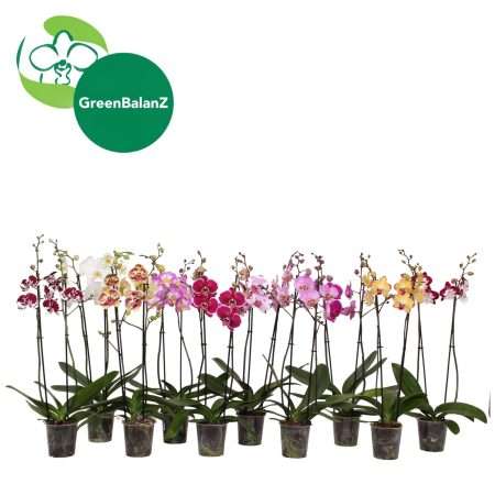 Phalaenopsis- Orchidea (Mix/ 2 ágú) 12/75cm