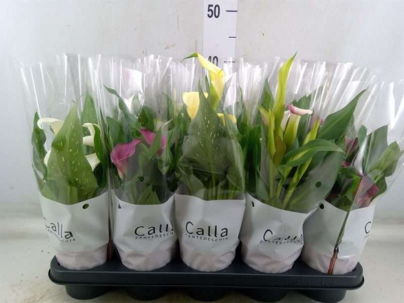 Zantedeschia- Kála (4 colour Mix) 12/30cm