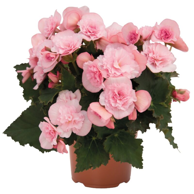 Begonia (Double Move 2 Joy) 13/30cm