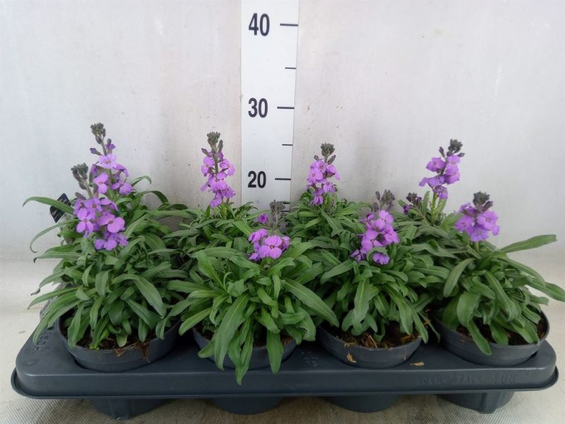 Erysimum linifolium- Lenlevelű repcsény (Bowles Mauve) 12/26cm
