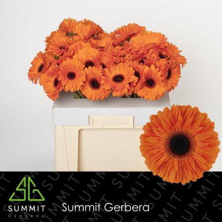 Narancs Gerbera (Dutch Pride) 50cm