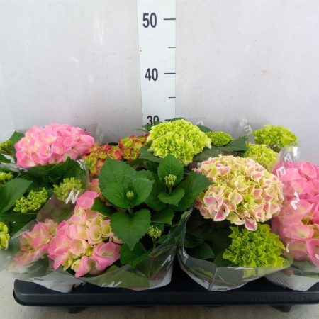 Hydrangea- Hortenzia (Hi River) 14/40cm