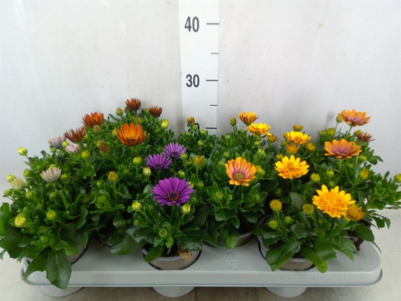 Osteospermum- Cseppecskevirág (Mix) 12/40cm