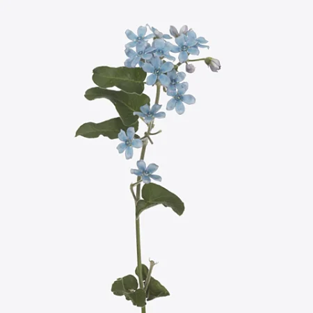Kék Oxypetalum (Bridal Victoria) 50cm
