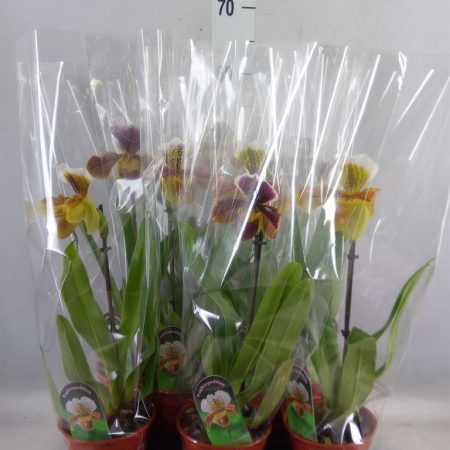 Paphiopedilum- Papucsorchidea (American Hybrid Mix) 12/40cm