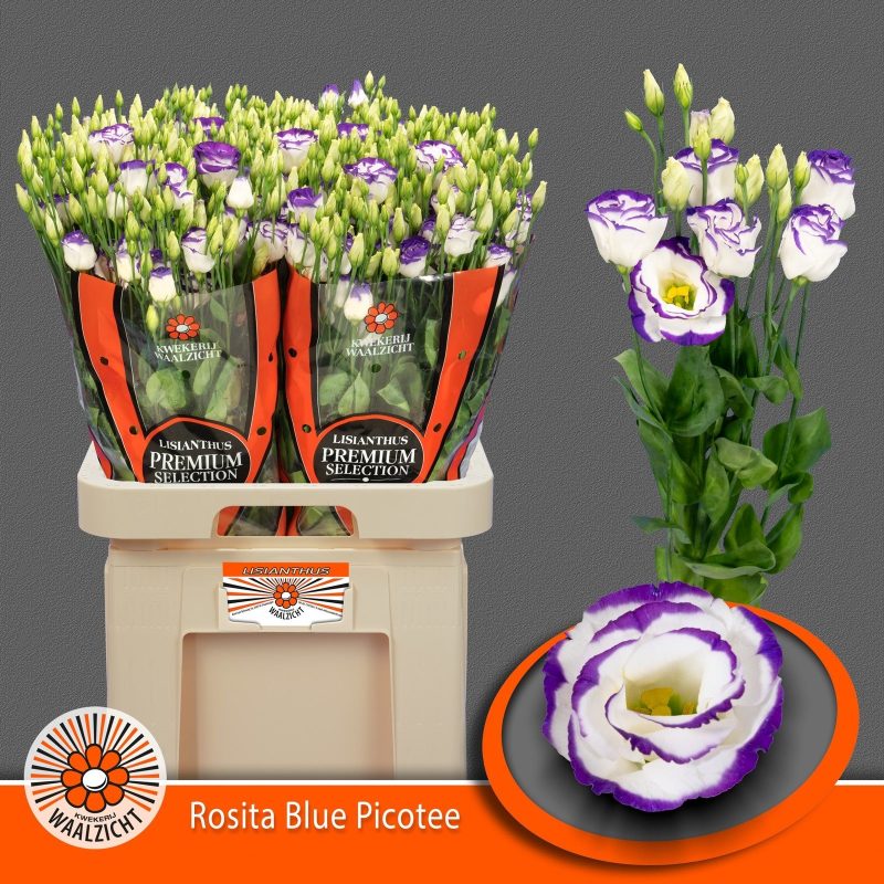 Lila Lisianthus (Double Rosita Blue) 65cm
