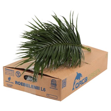 Phoenix Roebelini (Green Ocean) 60cm