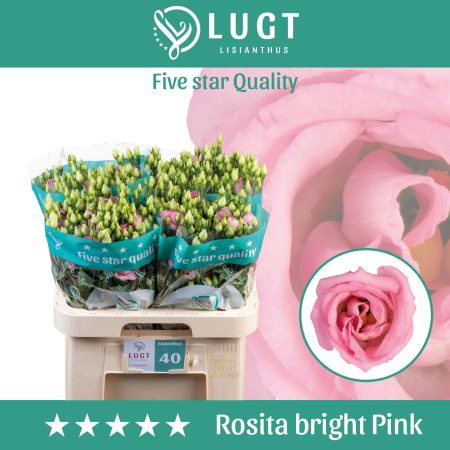 Rózsaszín Lisianthus (Double Rosita Bright Pink) 70cm