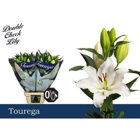 Fehér Liliom (OR Tourega) 100cm