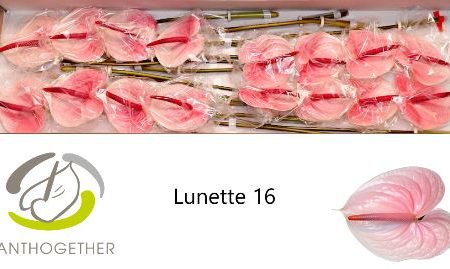 Anthurium- Flamingó (Cheers)- Korall