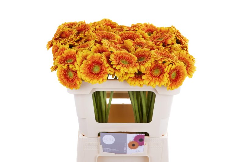 Bicolor Gerbera (Mini Ariba) 50cm