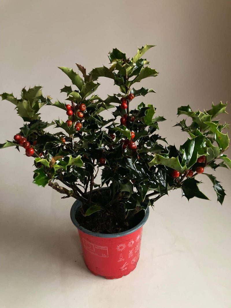 Ilex Aquifolium- Közönséges fagyal (Lucifer) 12/15cm