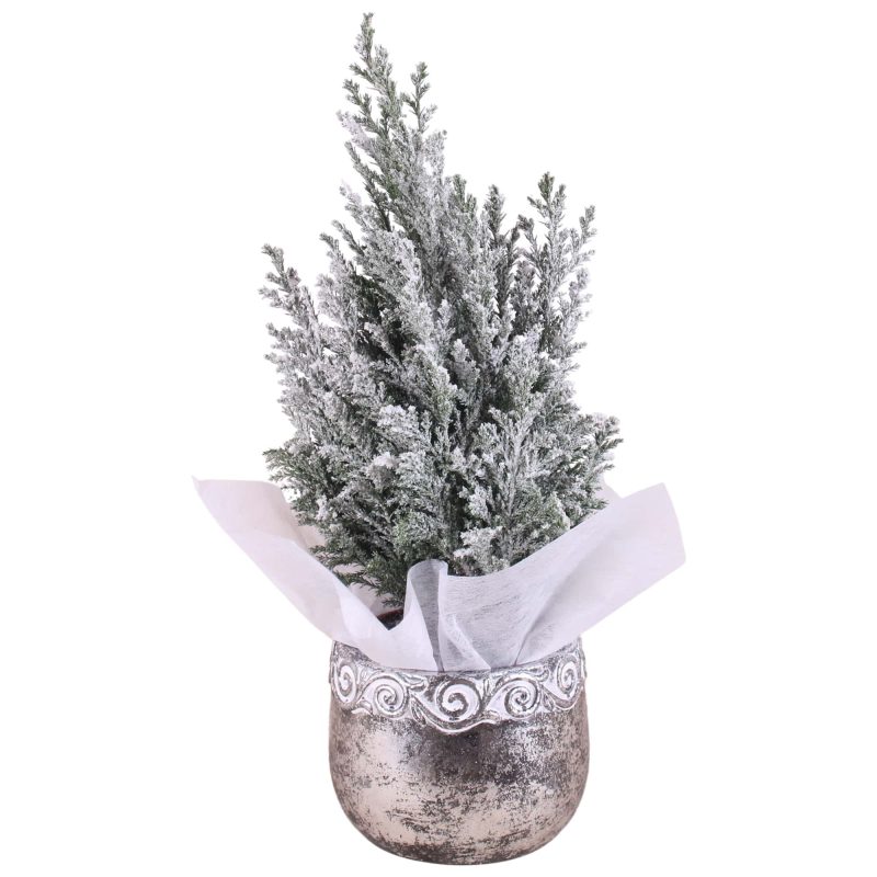 Chamaecyparis Lawsoniana- Oregoni Hamis ciprus (Ellwoodii Silver Ceramic) 12/30cm