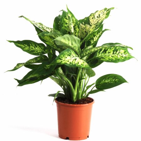 Dieffenbachia- Buzogányvirág (Compacta) 12/40cm
