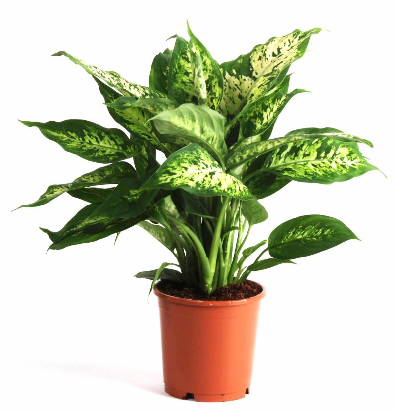 Dieffenbachia- Buzogányvirág (Compacta) 12/40cm