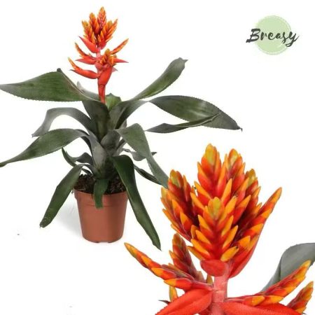 Aechmea Fasciata- Lándzsarózsa (Pepita Elegant Flames) 12/45cm