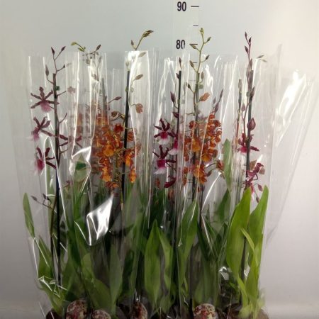 Cambria- Orchidea (Mix 1 ágú) 12/70cm